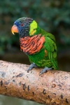 image of lory