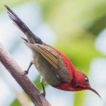 image of bird