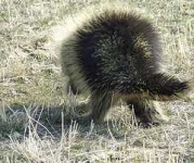 image of porcupine