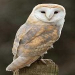 image of bird