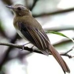 image of bird