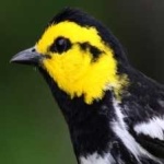 image of bird