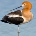 image of bird