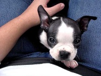 image of boston_bull