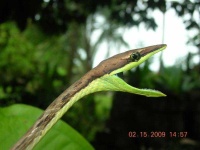 image of vine_snake