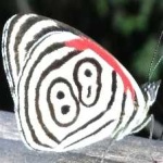 image of animal