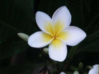 image of flower