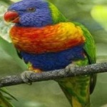 image of bird