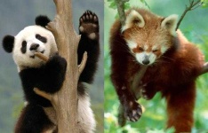 image of animal