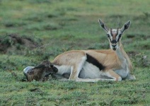 image of gazelle