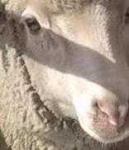 image of animal