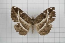 image of animal
