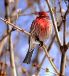 image of house_finch