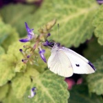 image of cabbage_butterfly