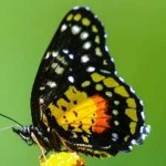 image of animal