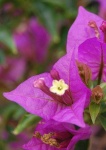 image of flower