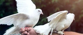 image of dove