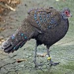 image of bird