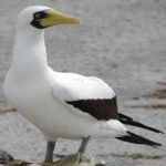 image of bird