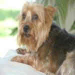 image of animal