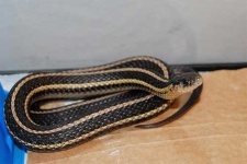 image of garter_snake #18