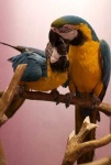 image of macaw