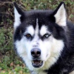image of animal
