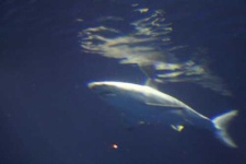 image of great_white_shark