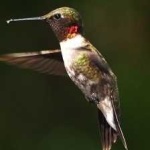image of bird