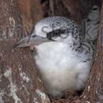image of bird