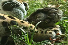 image of jaguar_car