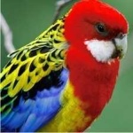 image of bird