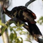 image of bird