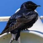 image of bird
