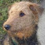 image of airedale #5