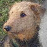 image of animal
