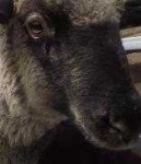 image of animal