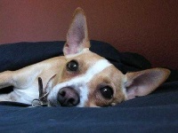 image of chihuahua