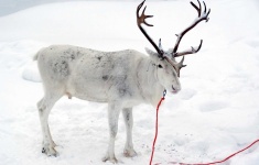 image of reindeer #51