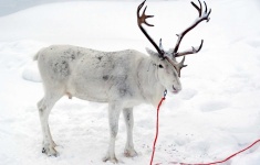 image of animal