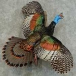 image of ocellated_turkey #1