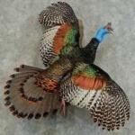 image of bird