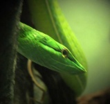 image of green_snake #19