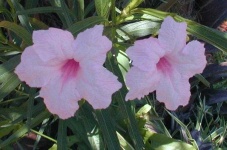 image of flower