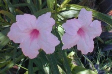 image of mexican_petunia #26