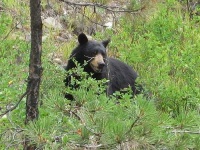 image of american_black_bear