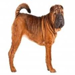 image of animal