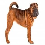 image of shar_pei #17