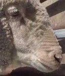 image of animal