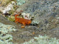 image of eft